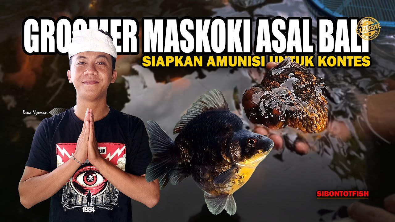 BERAWAL DARI GABUT DAN KEPO, PEMUDA ASAL BALI NYAMBI JADI GROOMER MASKOKI | SIBONTOTFISH