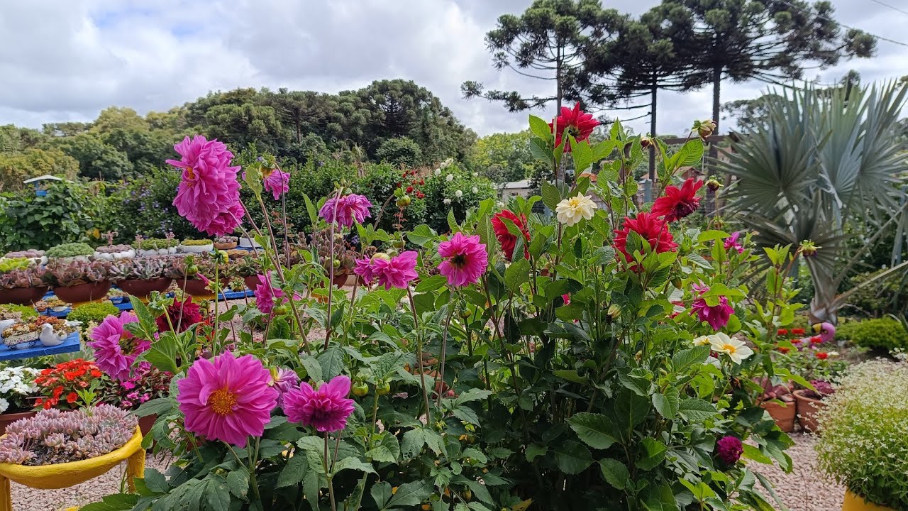 Fiz 4 bacias gigantes para suculentas,1 pilastra grande e lindas flores!