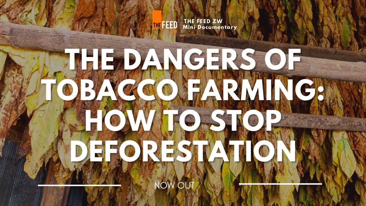 The Dangers of Tobacco Farming On Communities: How to Stop Deforestation | Mini Documentary