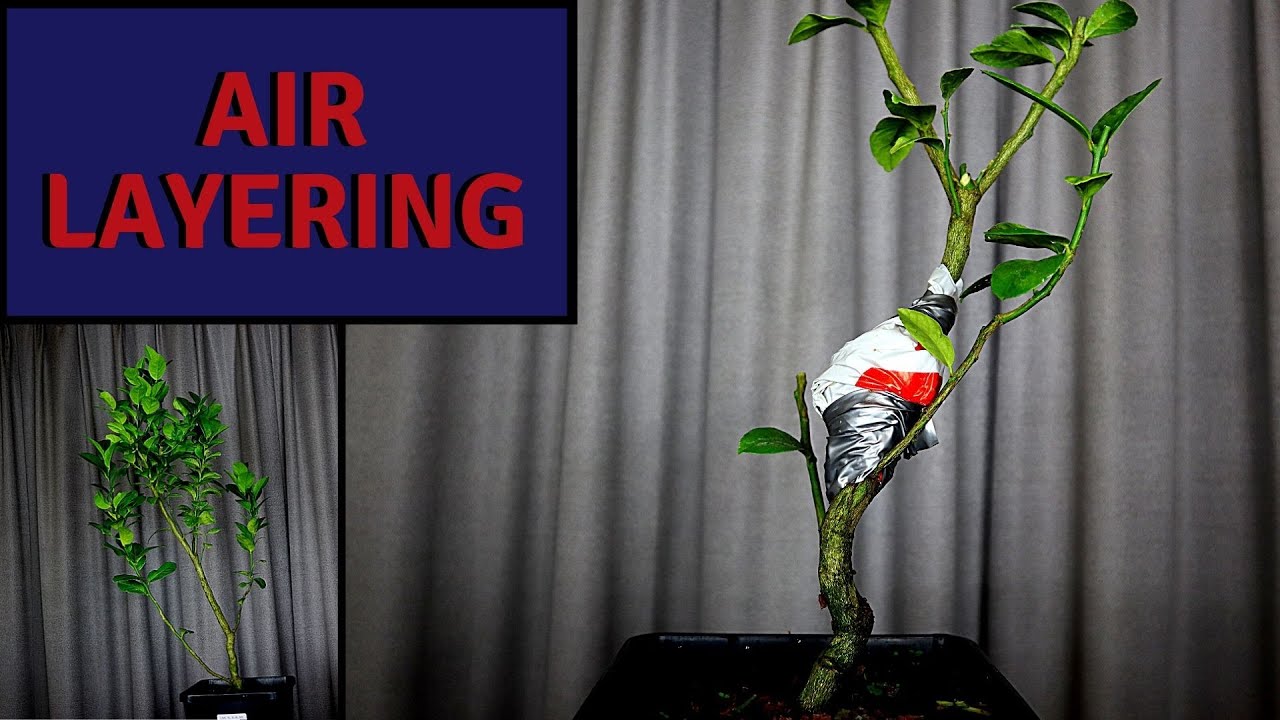 Air Layering a Lime Bonsai | Making Bonsai with Nursery Stock Lime Tree