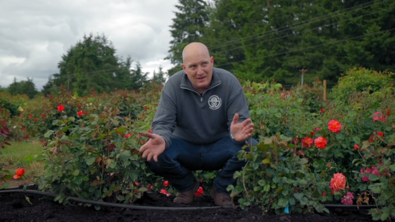 If you Love It, Mulch It.