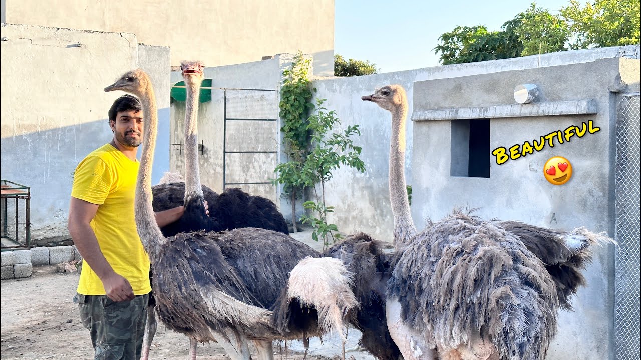 Ostrich Ka Pair He Ly Lia ❤️ Surprise