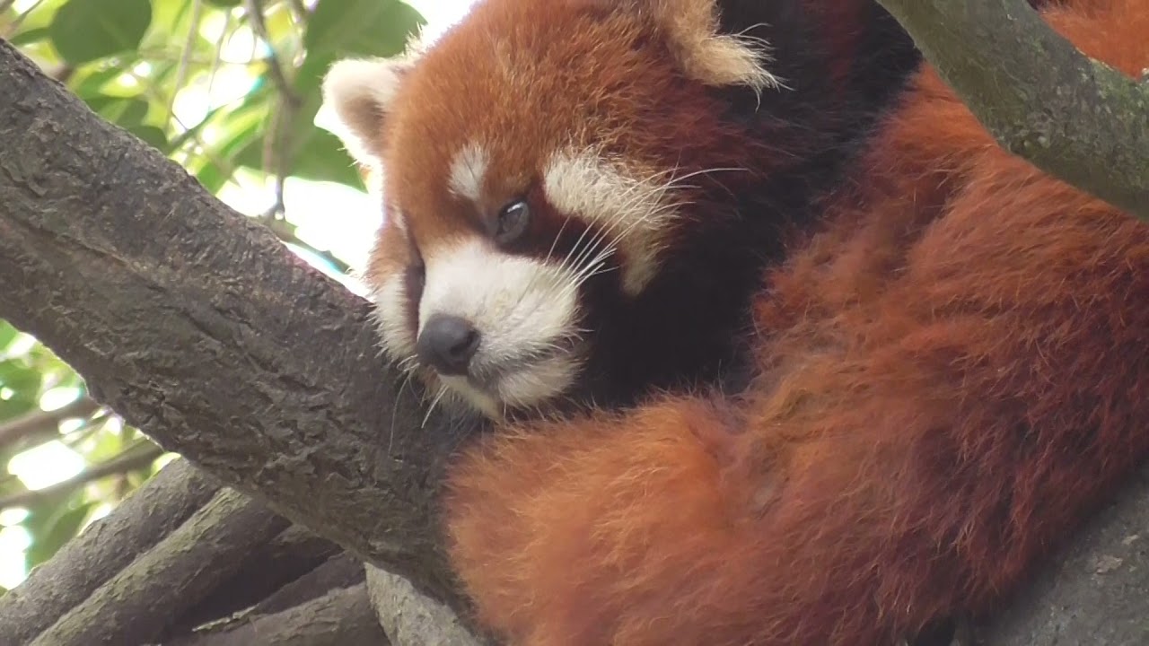Shanghai Zoo's new red pandas