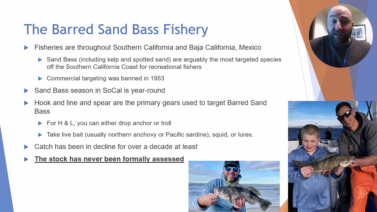 Fisheries Management Species Spotlight: Barred Sand Bass