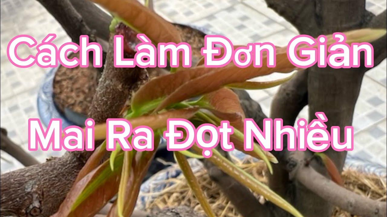 Cách Làm Đơn Giản Giúp Mai Ra Nhiều Đọt . 