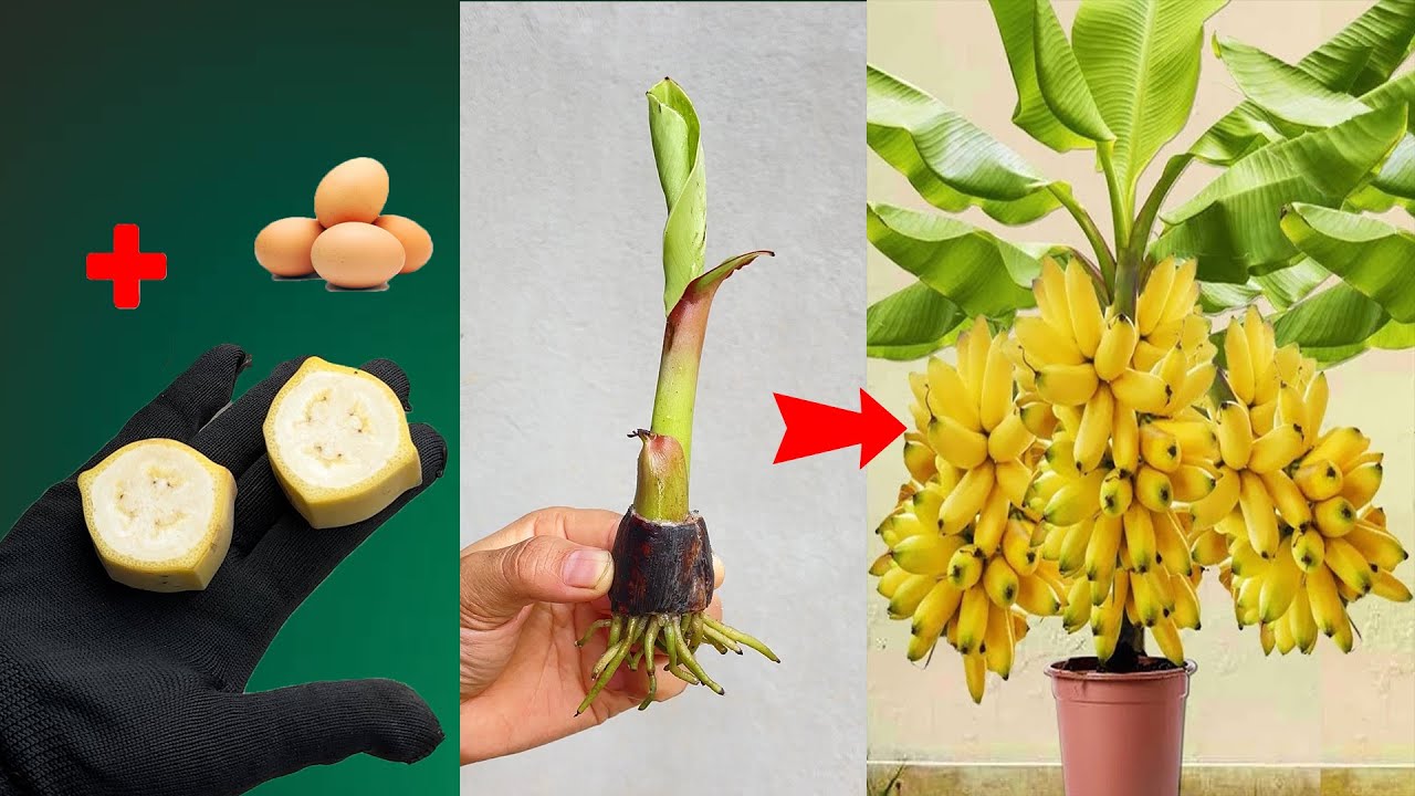 UNIQUE Using quick banana breeding technique, using ripe bananas and chicken eggs