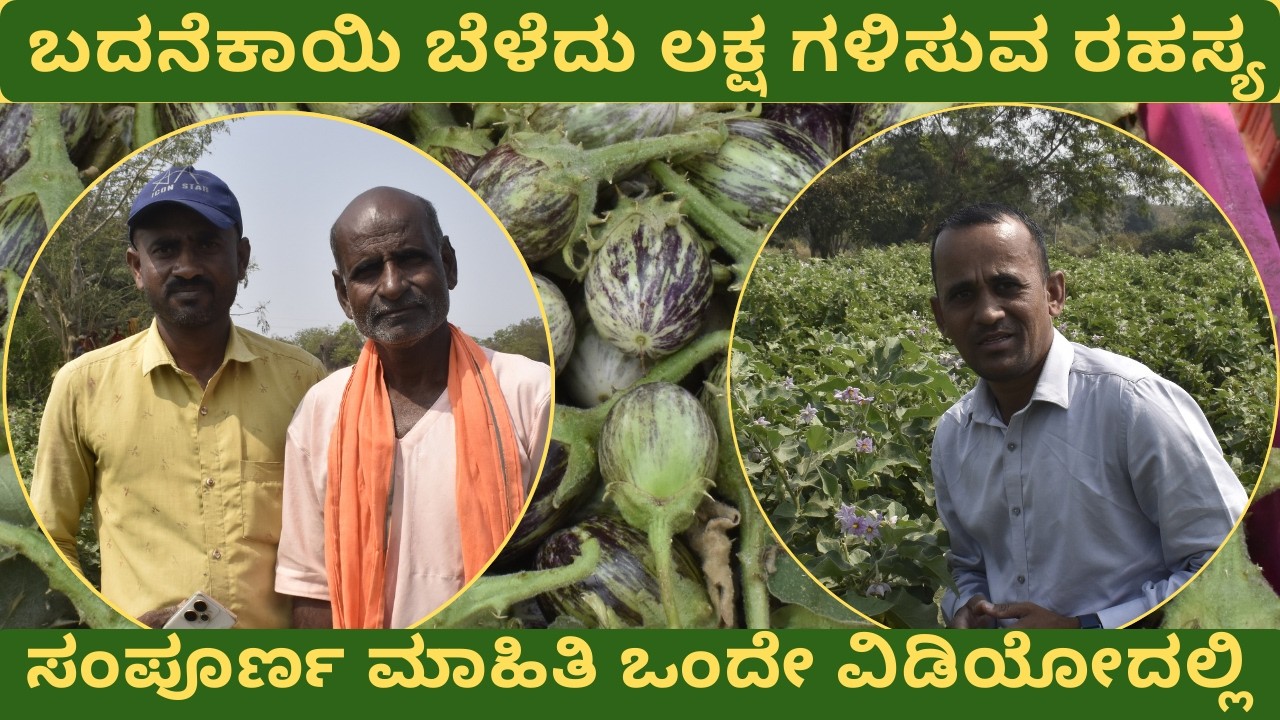ಬದನೆಕಾಯಿ ಕೃಷಿ ಸಂಪೂರ್ಣ ಗೈಡ್ | ಬಿತ್ತನೆದಿಂದ ಮಾರಾಟದವರೆಗೆ #brinjal #farming #agriculture #kannada #farm