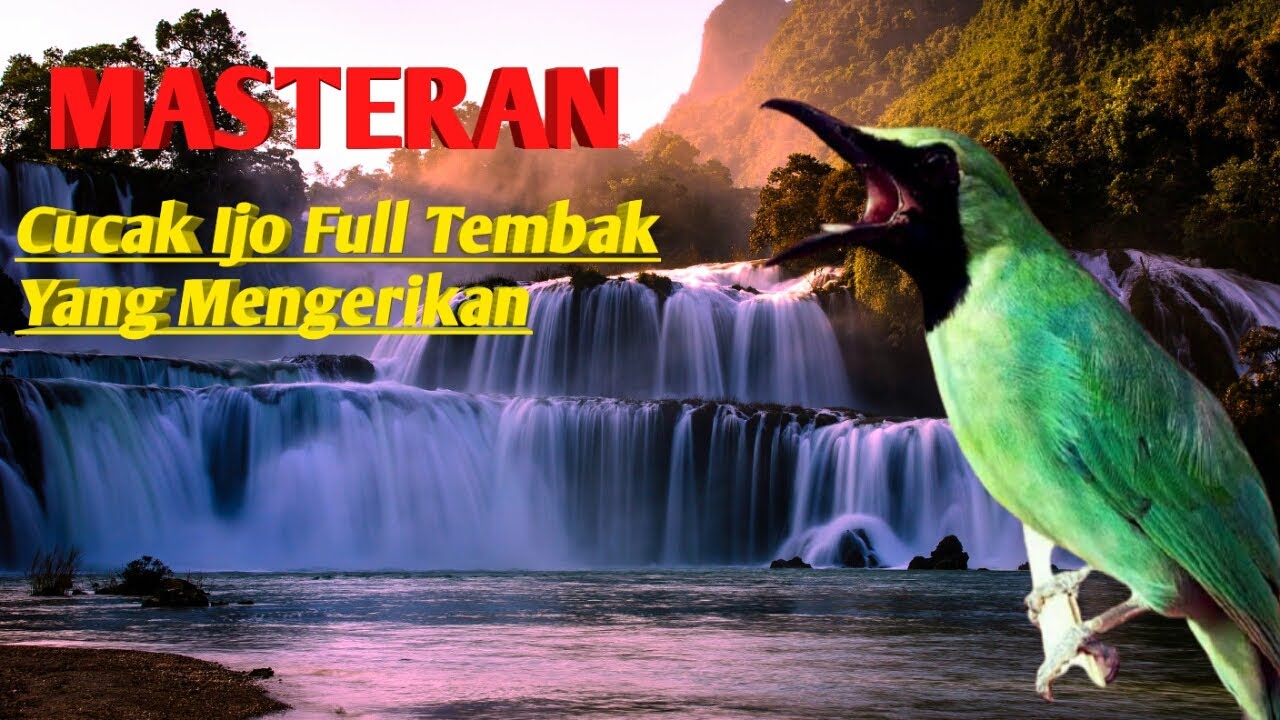 MASTERAN CUCAK IJO FULL TEMBAKAN TAJAM MENGERIKAN PANCINGAN EMOSI PALING JITU.
