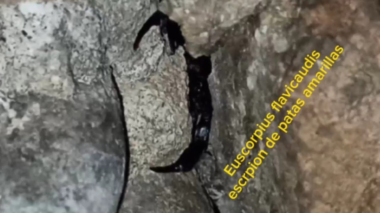 Buscando escorpion de patas amarillas