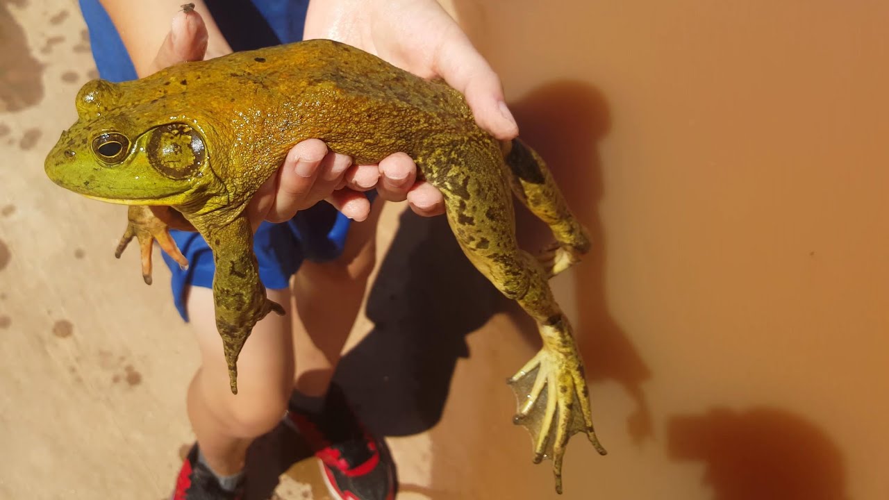 Diving for Big Bullfrogs, Catching Pet Amphibians & Reptiles, Nature, Herping, Funny Animals 4K.