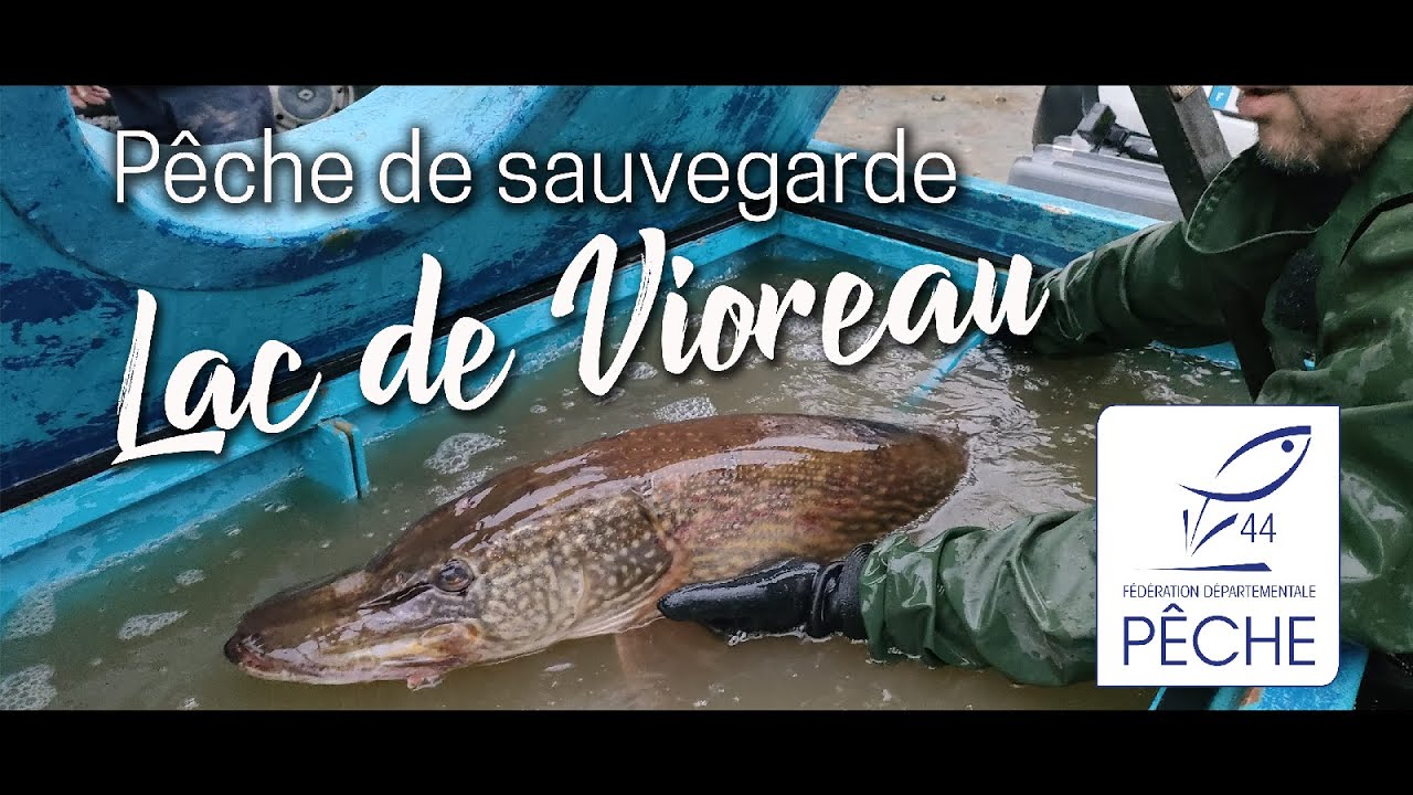 Pêche de sauvegarde - Lac de Vioreau