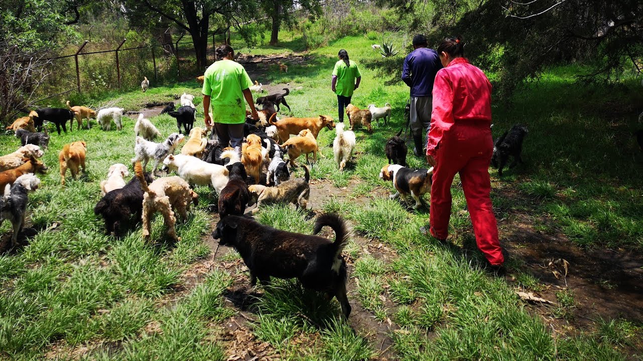 Desmiente Refugio Franciscano Maltrato A Perros. JB