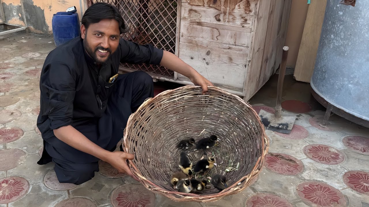 Hamare Pass Aaye Boht Hi Pyare Batakh Ke Bacche! 🦆