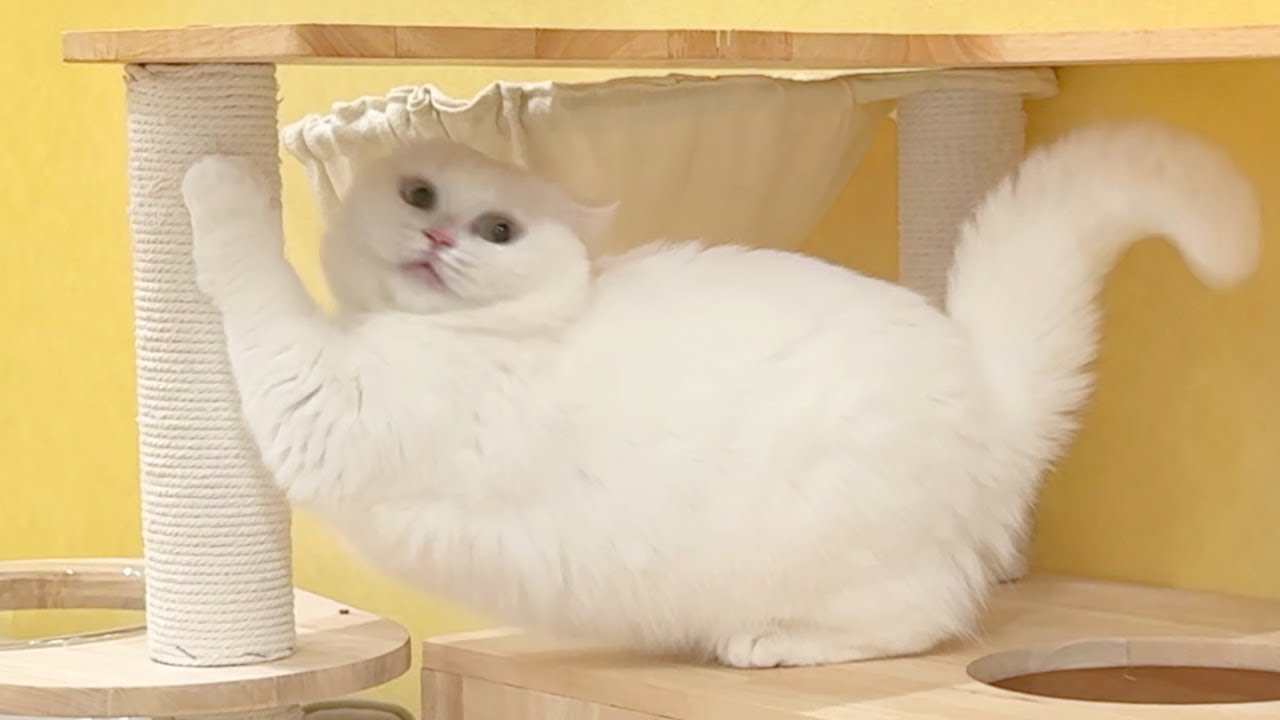 夜中に猫が暴れてたので理由を調べてみたら…