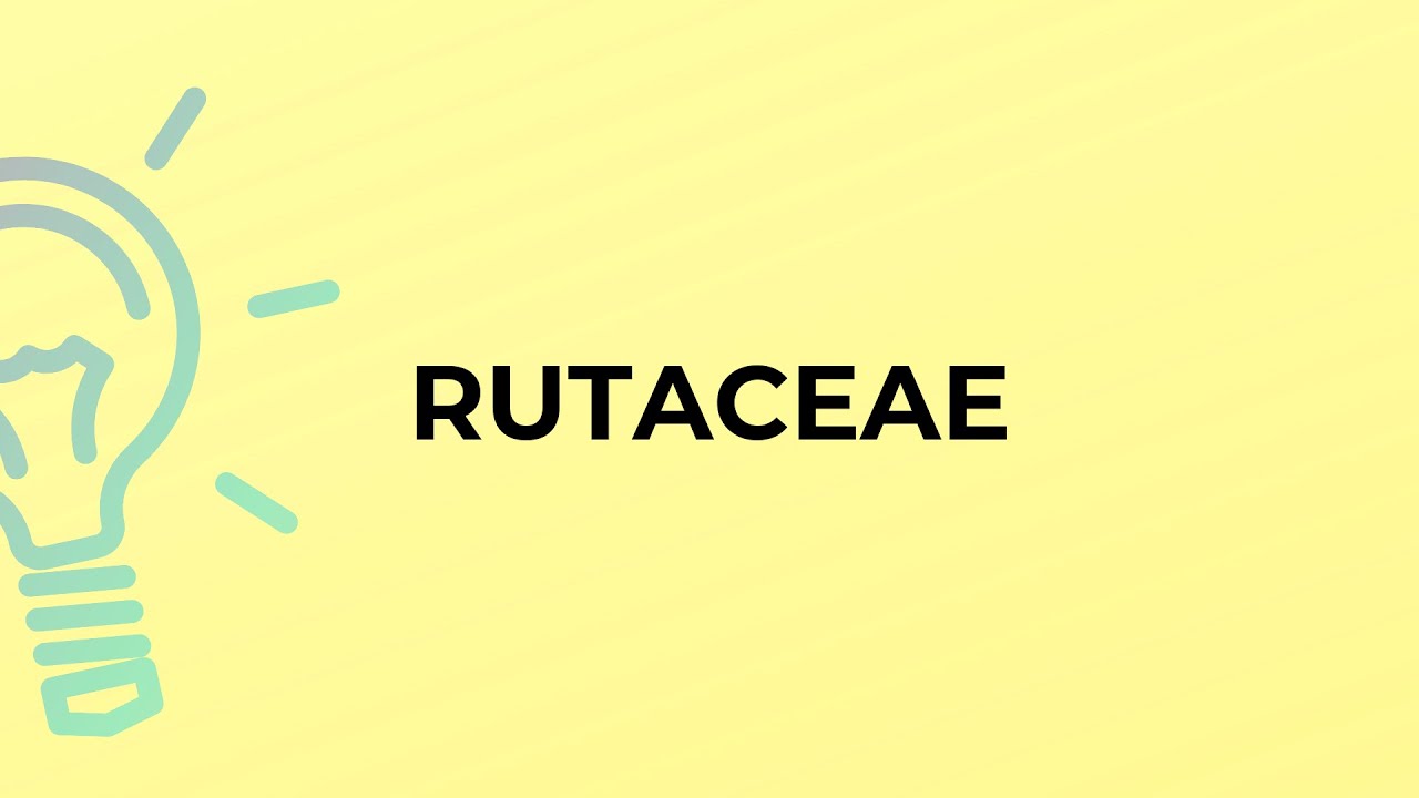 What is the meaning of the word RUTACEAE?