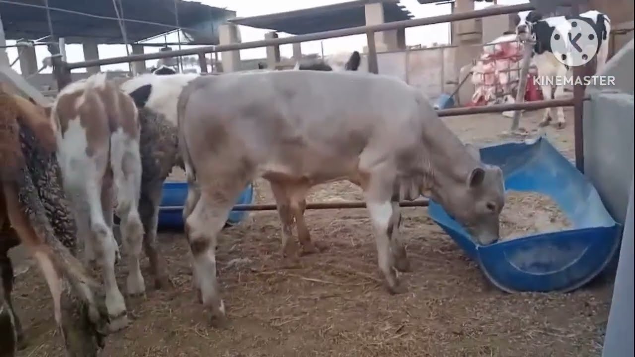 سمنتال وبراون وأصناف عليه خالص 