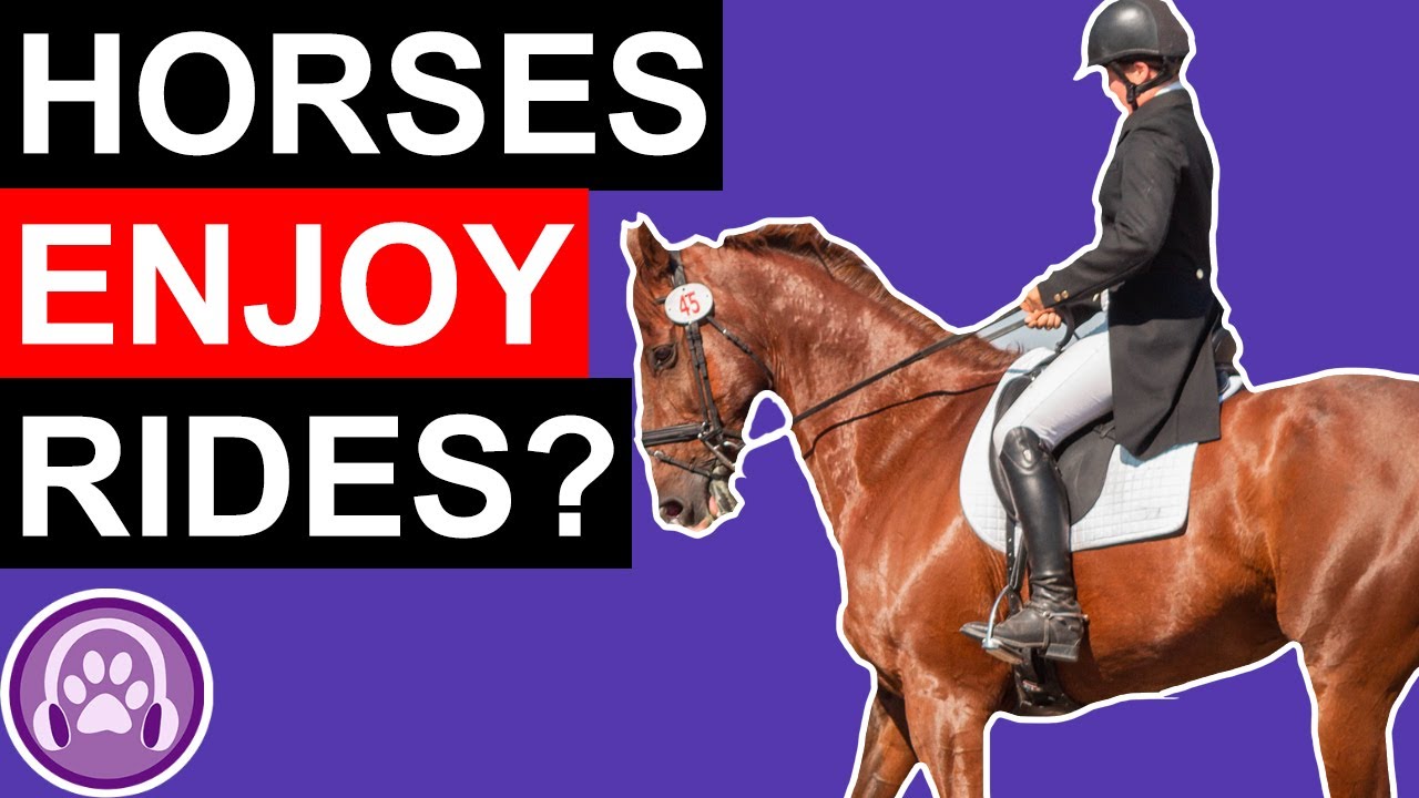 Do Horses Enjoy Being Rode?
