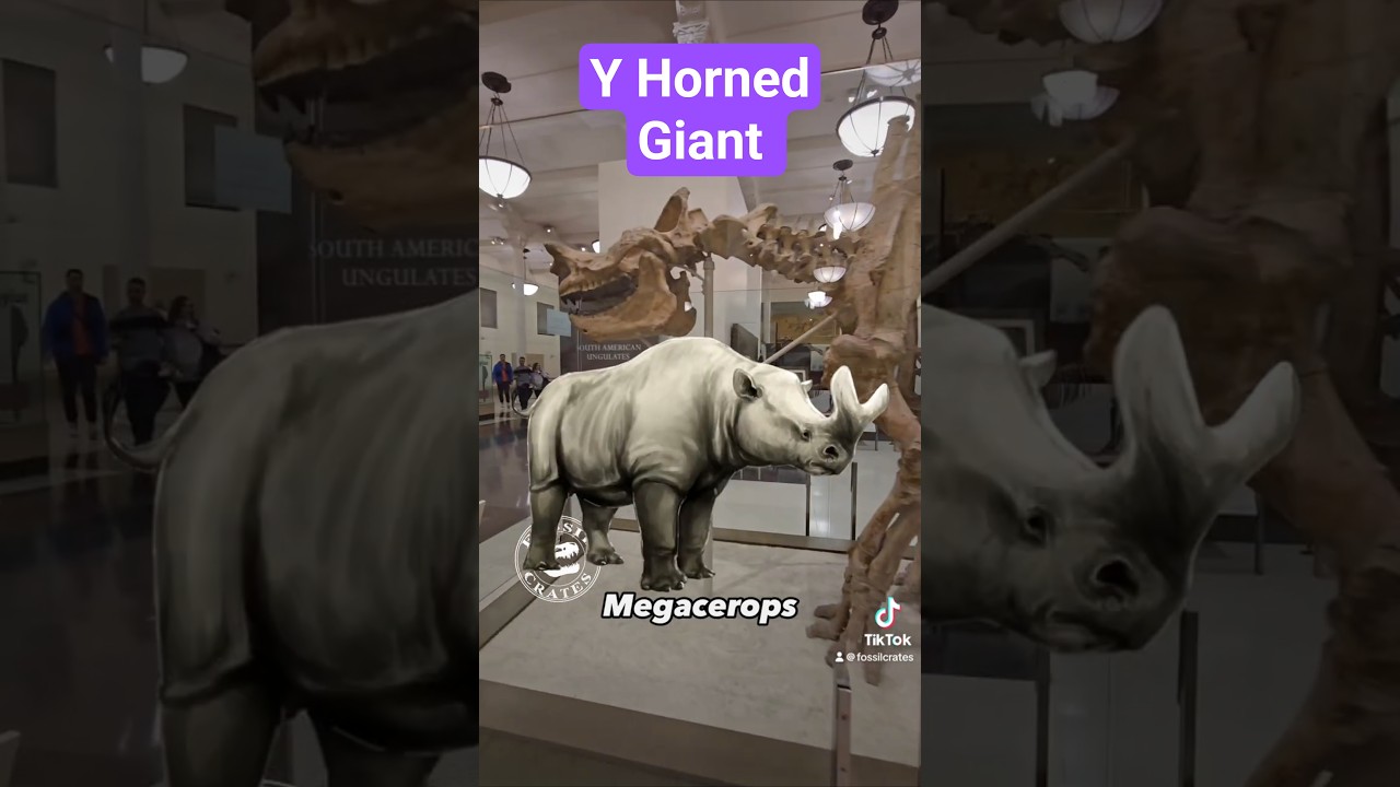 Megacerops: Horned Titan #Megacerops #Brontotherium #Paleontology