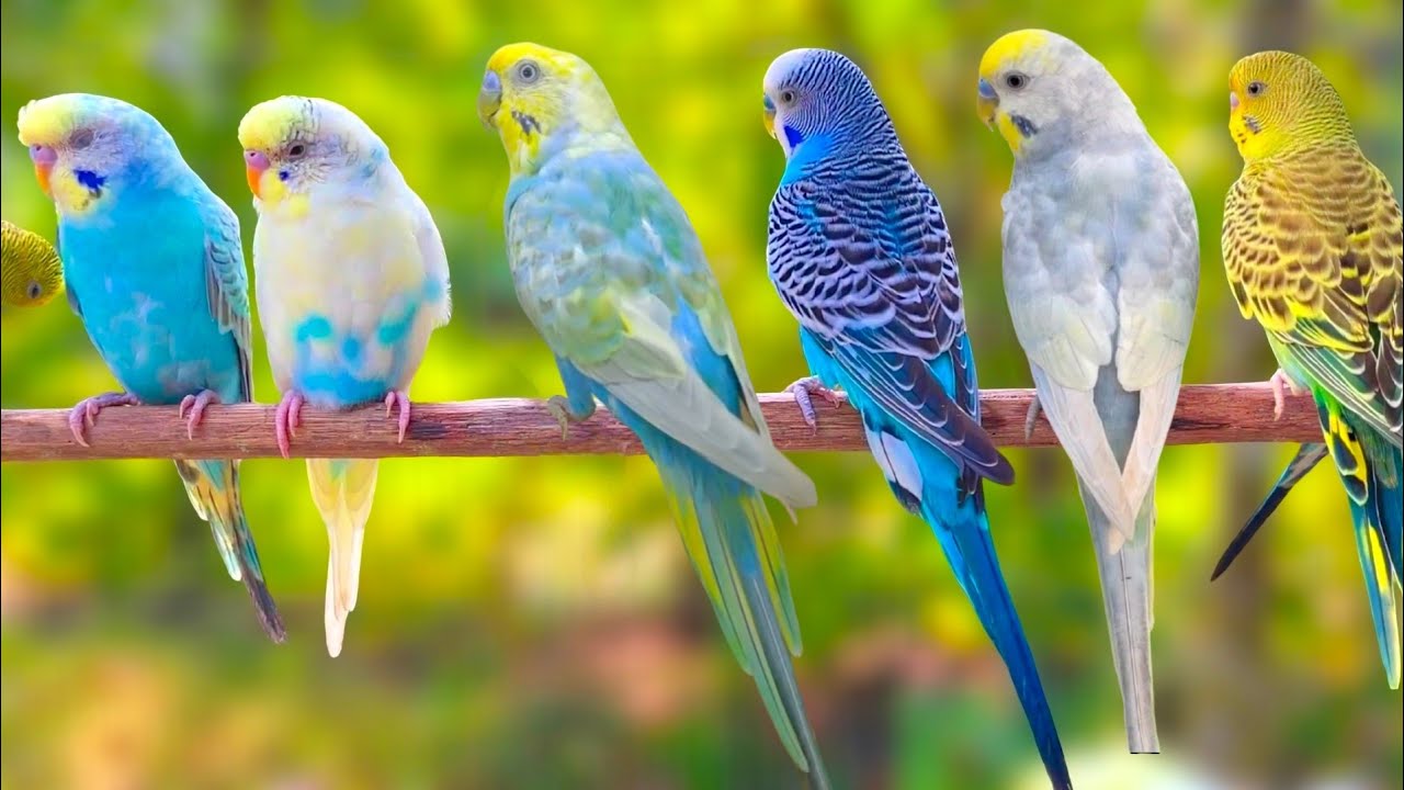 8 hours of budgie sounds for lonely birds