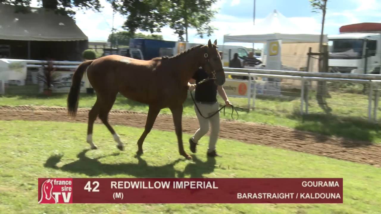 The Chaser Day Paray - 2016 - Lot 42 : Redwillow Imperial