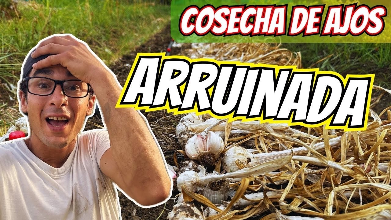 Como Cosechar AJOS cubiertos de HIERBA | Huerto Organico