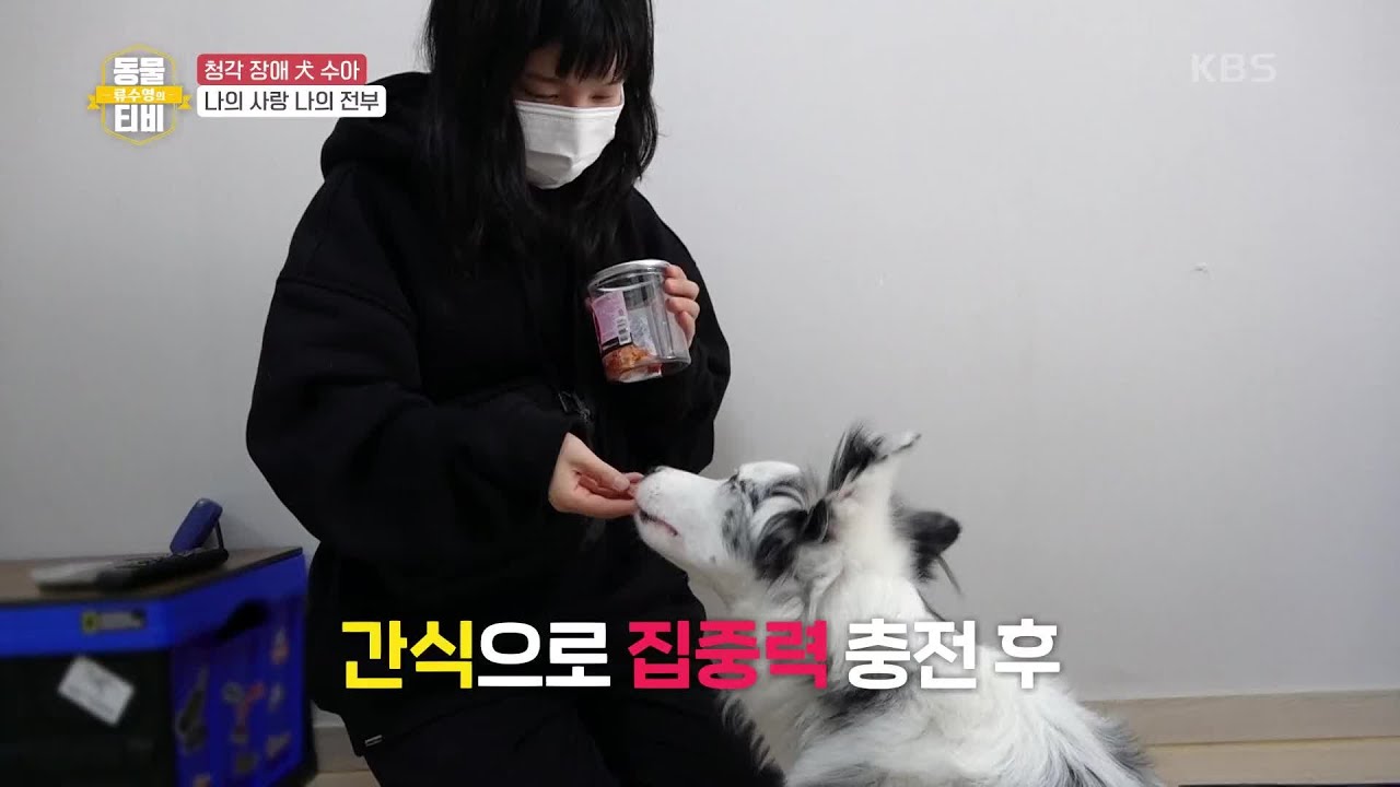 나의 사랑 나의 전부, 청각 장애 犬 수아 [류수영의 동물티비] | KBS 210501 방송