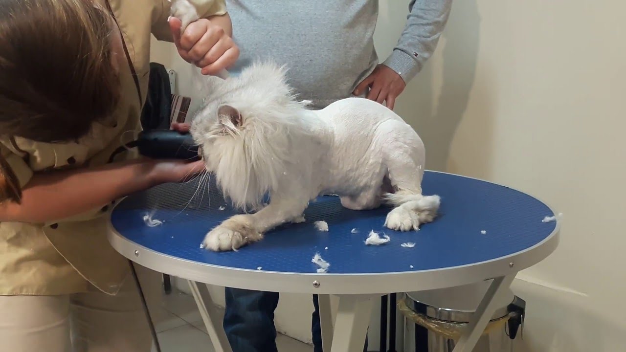Стрижка кошек в Одессе без наркоза смотрите сами