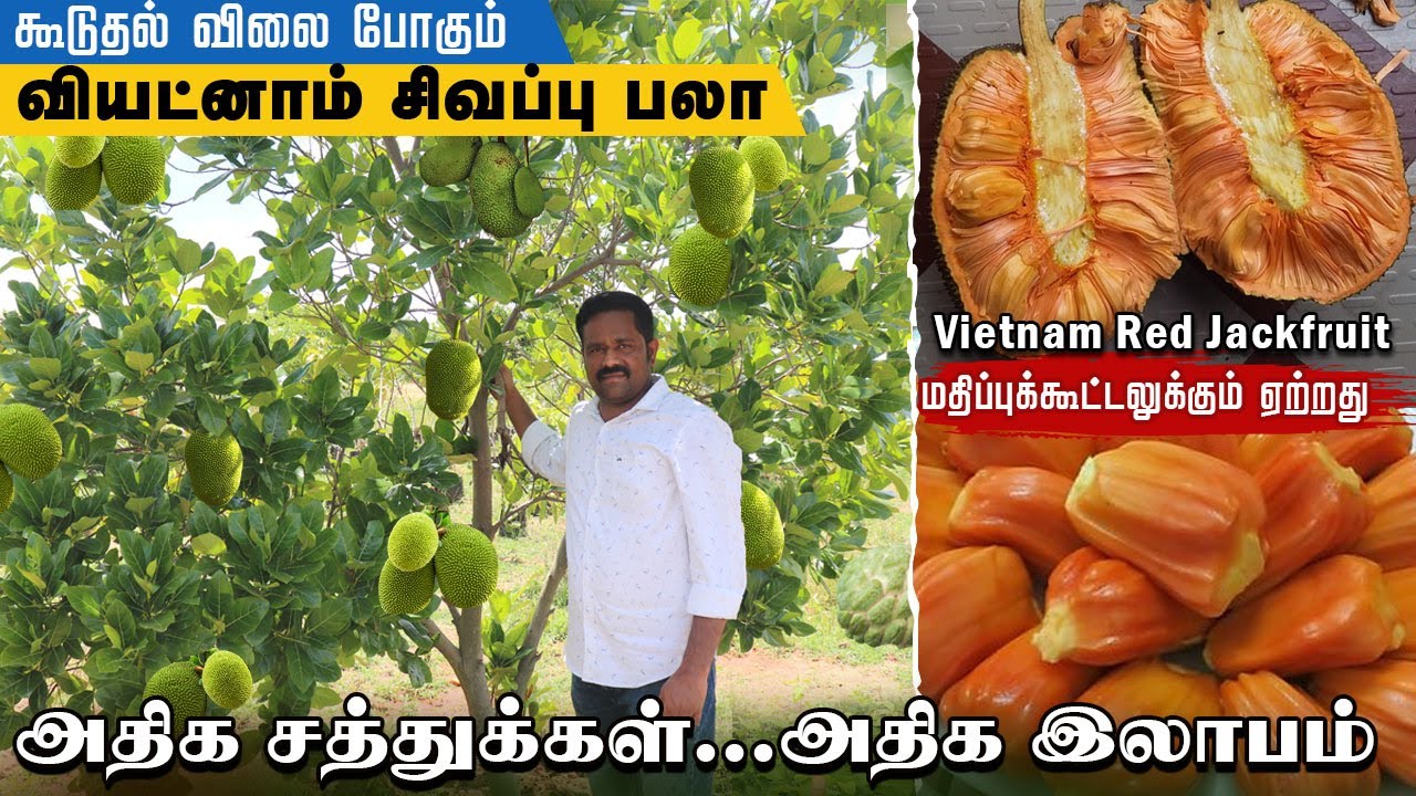 மதிப்பு கூட்டலுக்கு ஏற்ற புதிய சிவப்பு பலா ரகம் |வியட்நாம் சிவப்பு பலா | Red Jackfruit Farming