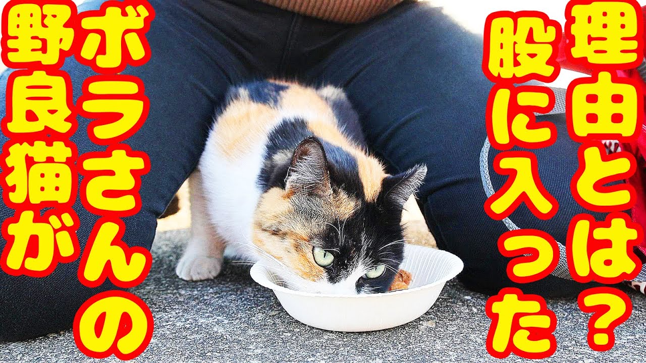 【野良猫】1月１日 大寒波 生存確認 ご飯をたくさん食べましたが三毛猫の行動にボラさん涙。。。