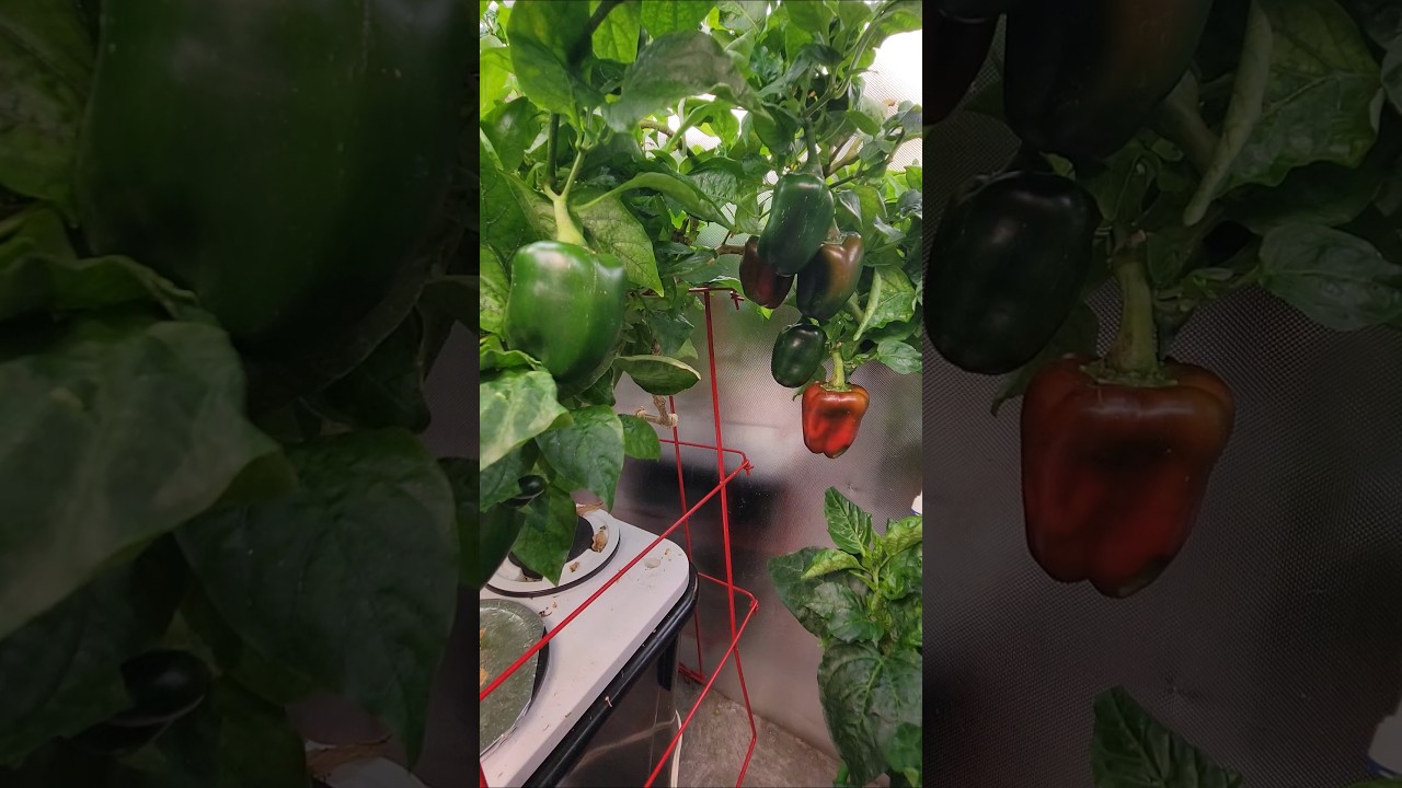 Hydroponic Bell Pepper Setup - Current Culture - VIPARSPECTRA XS4000 LED Grow Light