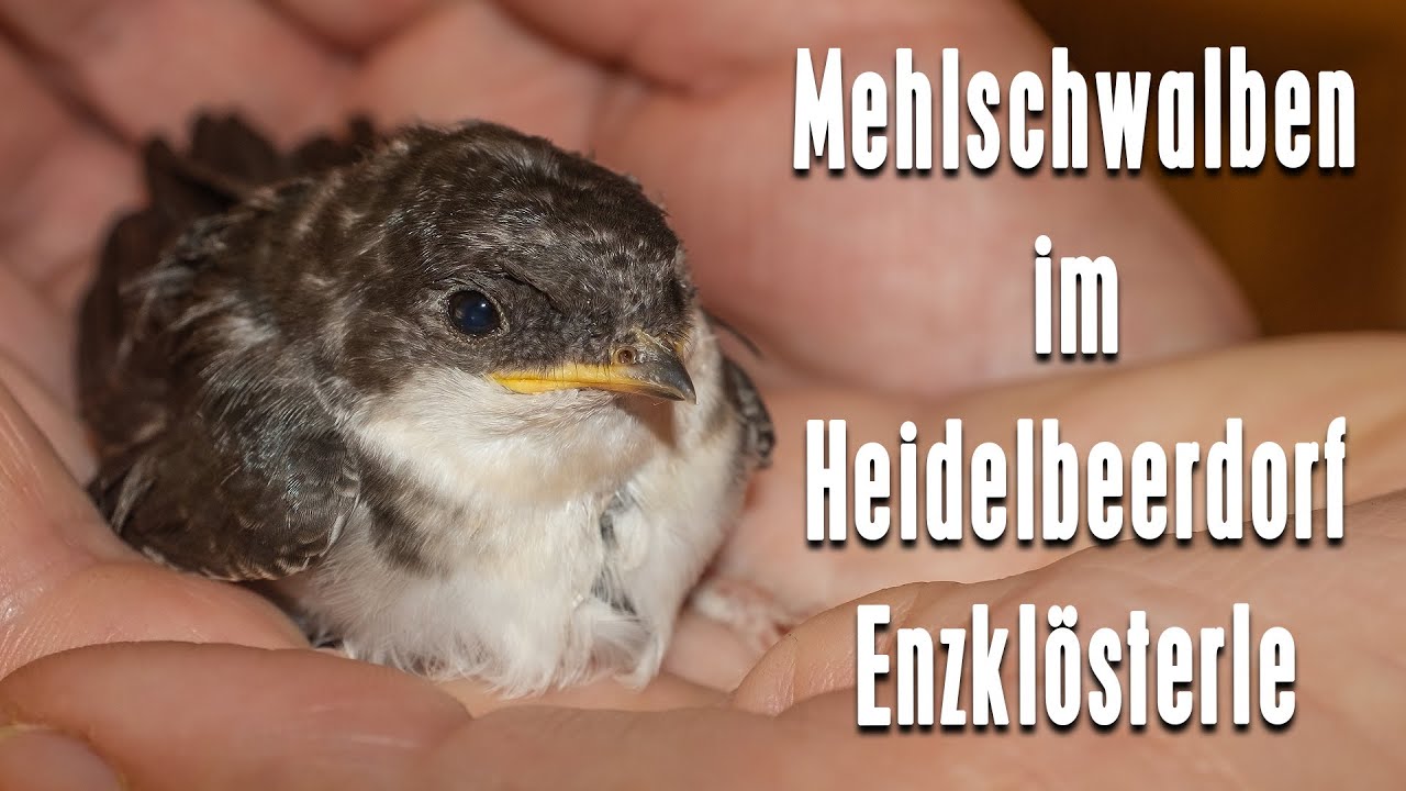 Mehlschwalben im Heidelbeerdorf Enzklösterle