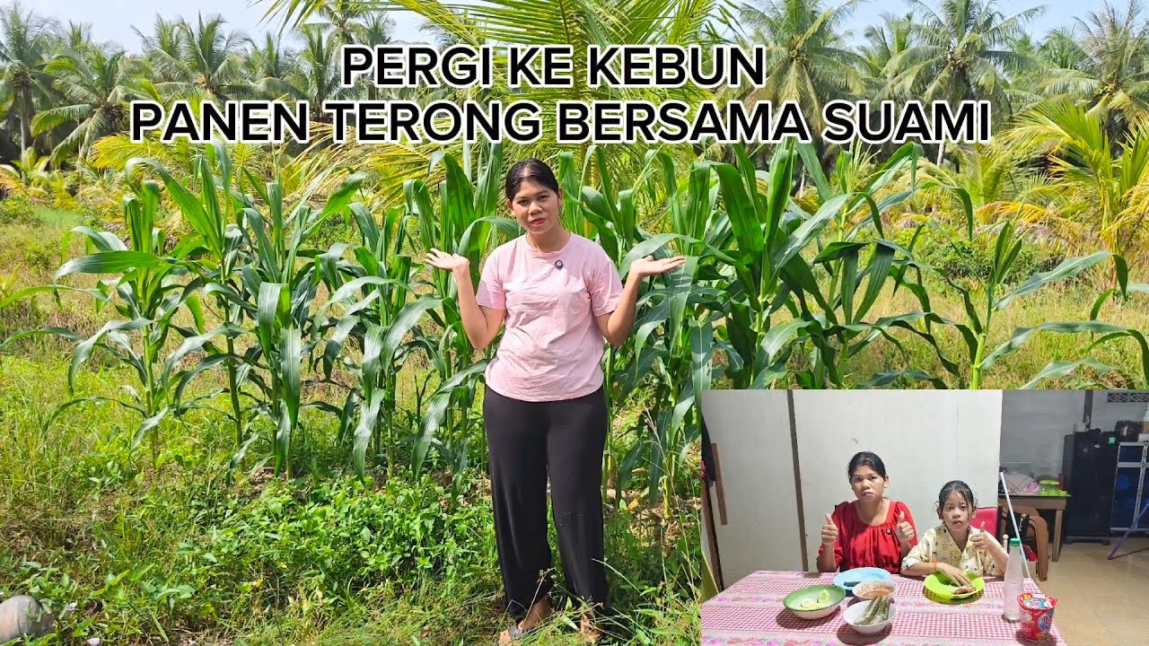 PERGI KEBUN LIAT APA AJA YANG BISA KITA PANEN DAN LIHAT PERKEMBANGAN JAGUNG