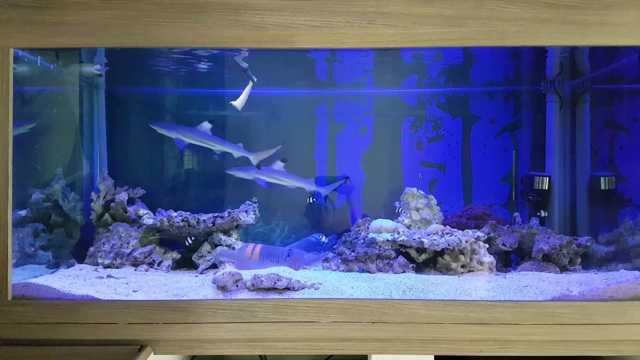 Blacktip shark feeding
