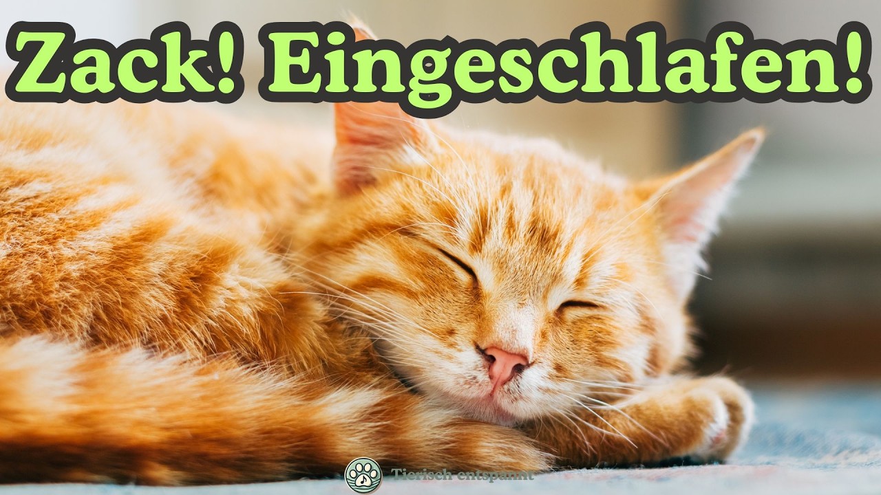 Einschlafmusik f&uuml;r Katzen | Sanfte Kl&auml;nge f&uuml;r tiefe Entspannung bei Angst und Stress