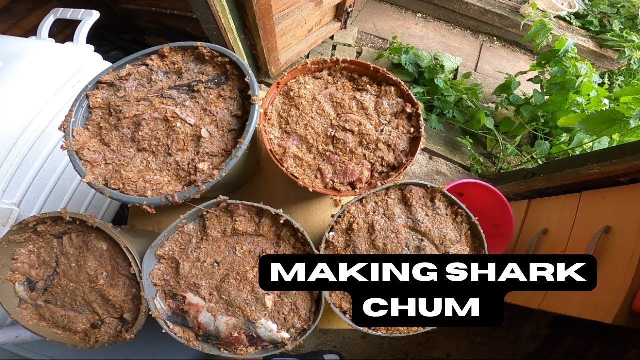 How To Make Shark Chum - Can Be Used For Tope, Bream, conger, and all sorts!
