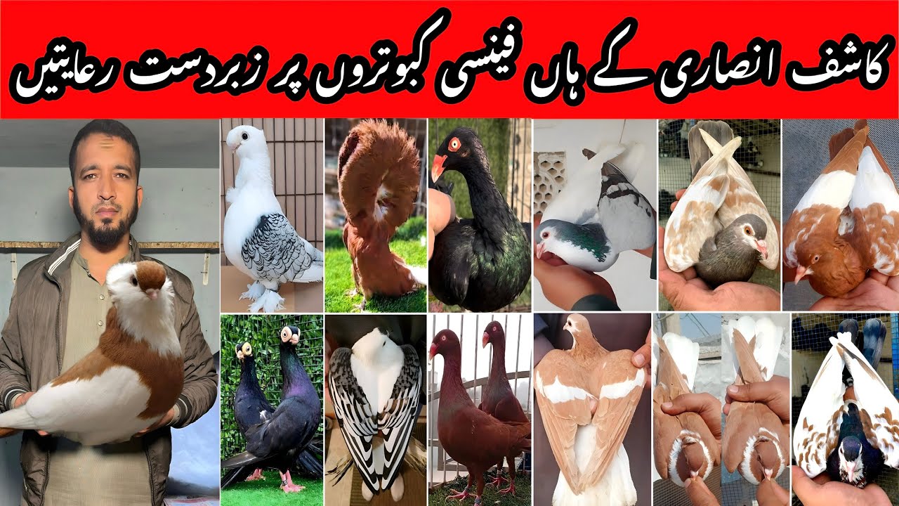 Kashif Ansari Fancy Pigeons Setup Update | Big Offers Today