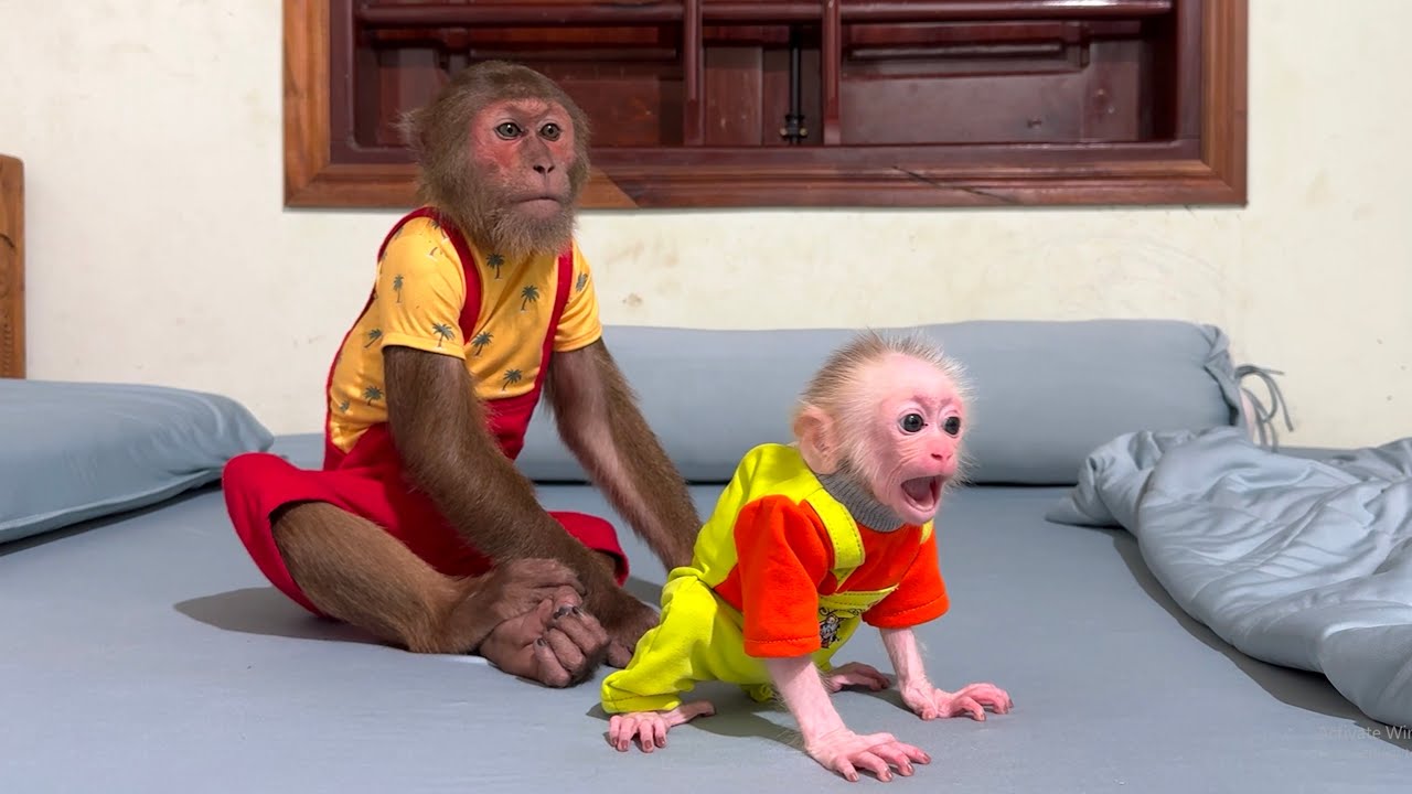 CUTIS Gets Confused When the Baby Monkey Only Wants Mom