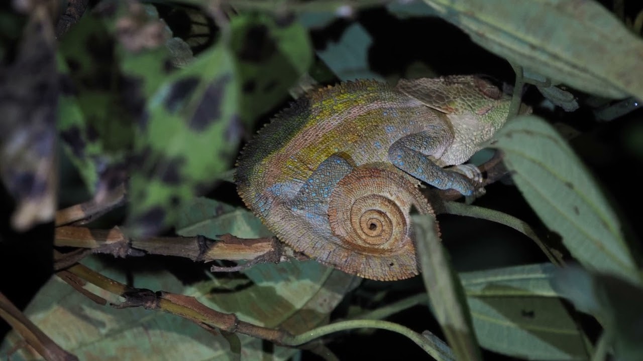 MADAGASCAR