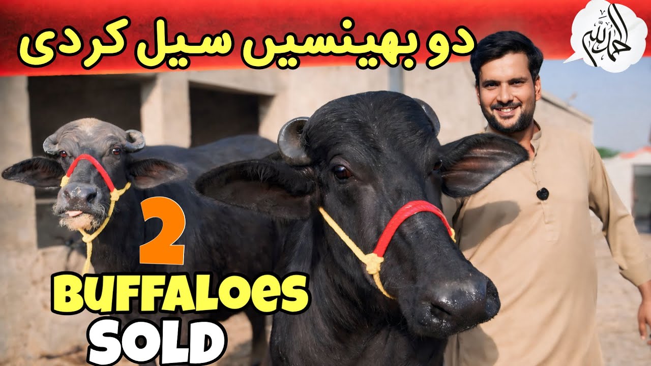 Alhamdulillah! 2 buffaloes sold today