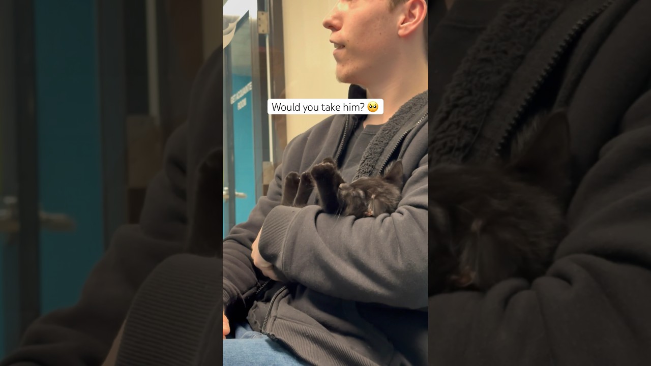 Adopting a kitten from the SPCA #blackcat #superstition #kitten
