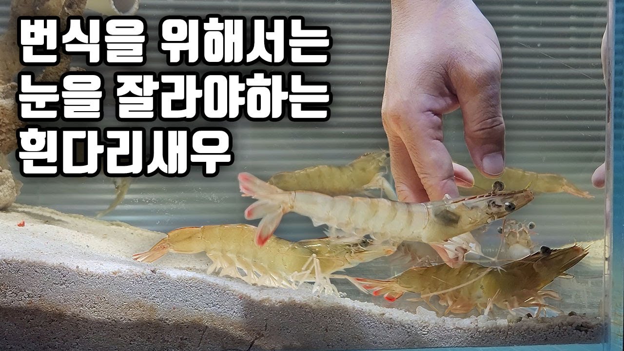 흰다리새우에게 안타까운 일이 생겼네요ㅠ