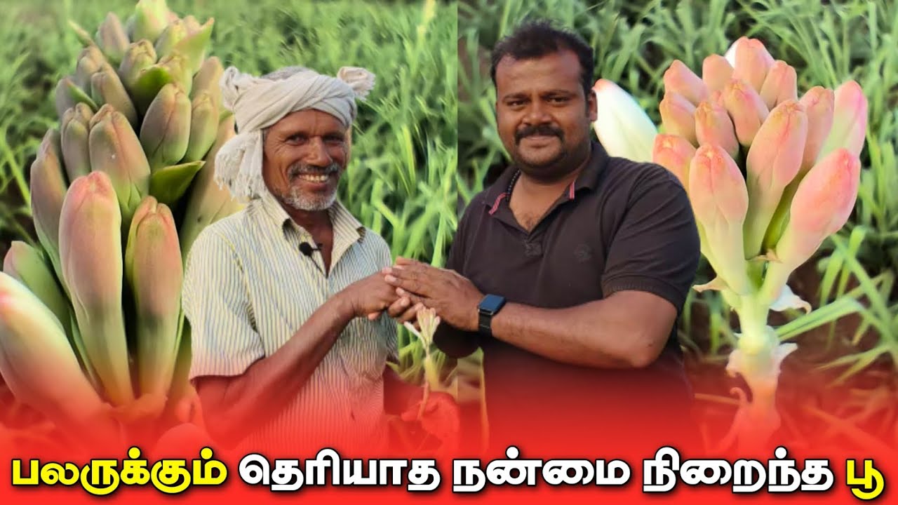 ஏக்கருக்கு மாதம் 65 ஆயிரம் ரூபாய் ஈட்டி தரும் சம்பங்கி பூ வளர்ப்பு | Tuberose natural way of farming