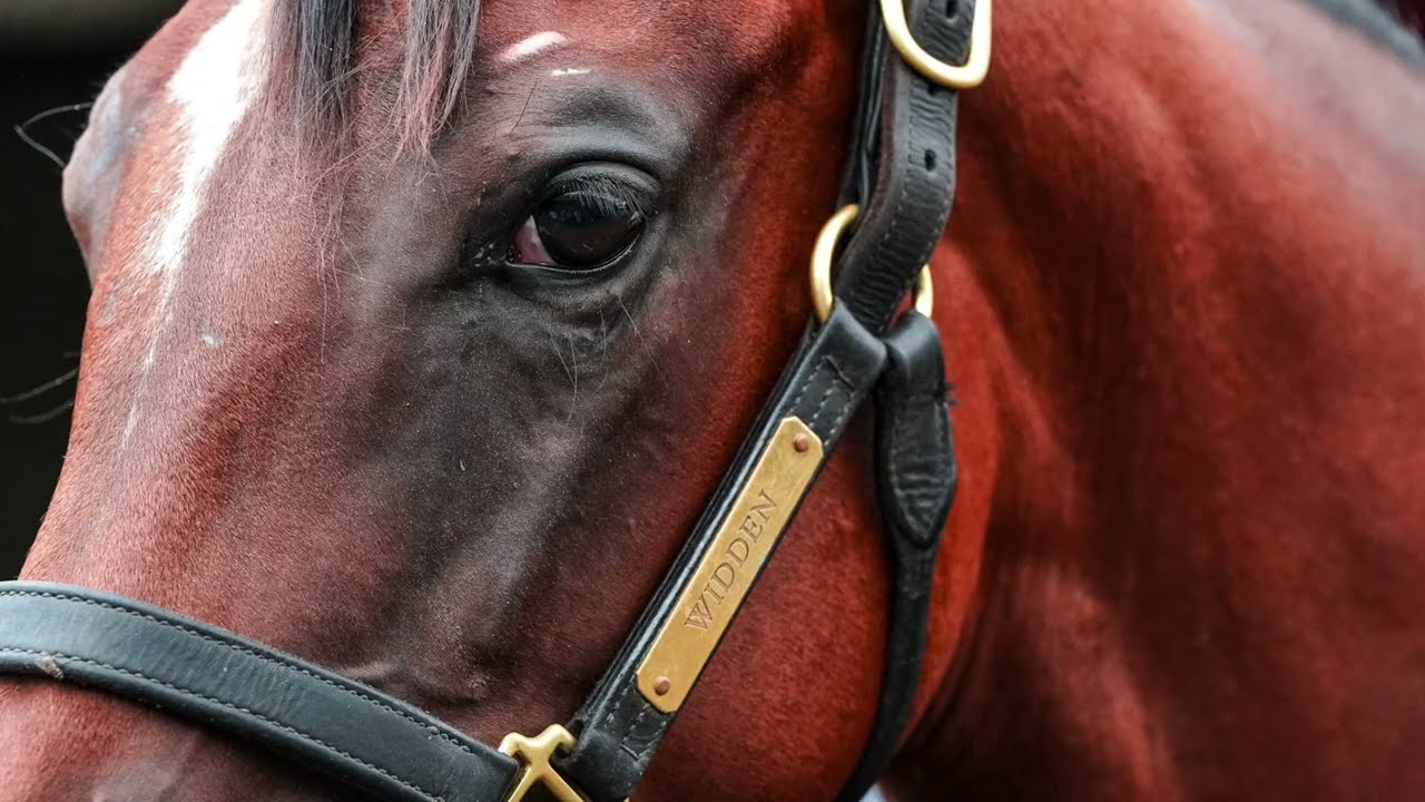 2025 Magic Millions Gold Coast - Lot 830 - Zousain x Rapid Romance filly