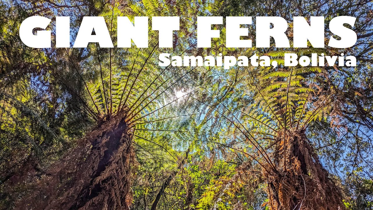 Helechos Gigantes, Giant Ferns of Samaipata, 4K, ASMR