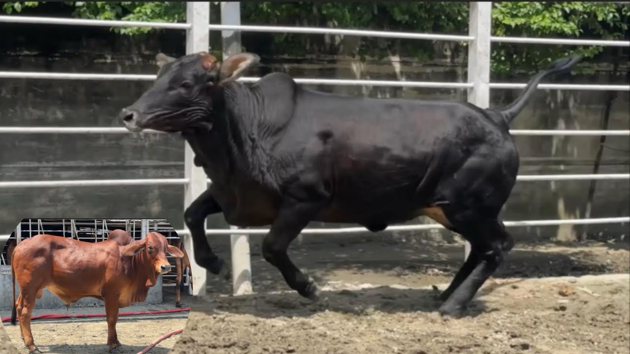 Young Black , Red and Tri Colored 75% Brahman Cattle 2024 || Brahman Cattle in Bangladesh 2024 ||