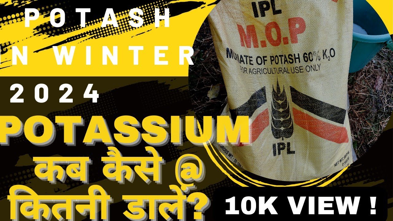 POTASH (Potassium) Application In Orchard(JAN 2023) Detailed Information @BagwanikiPathshala