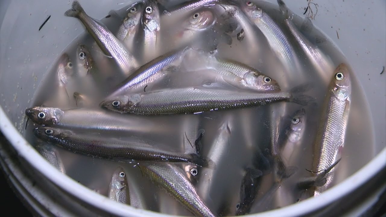 Finding Minnesota: Smelt Fishing On Lake Superior