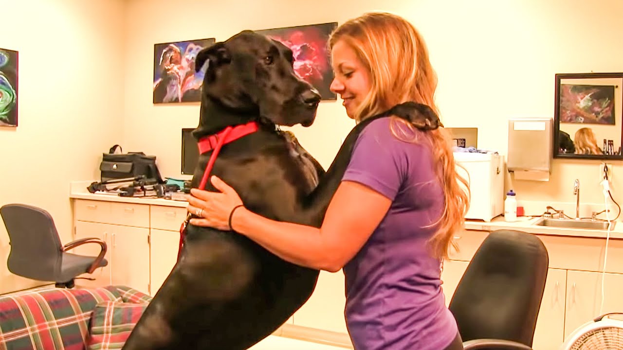 Cutest Great Dane Ever - Pet Therapy Dog