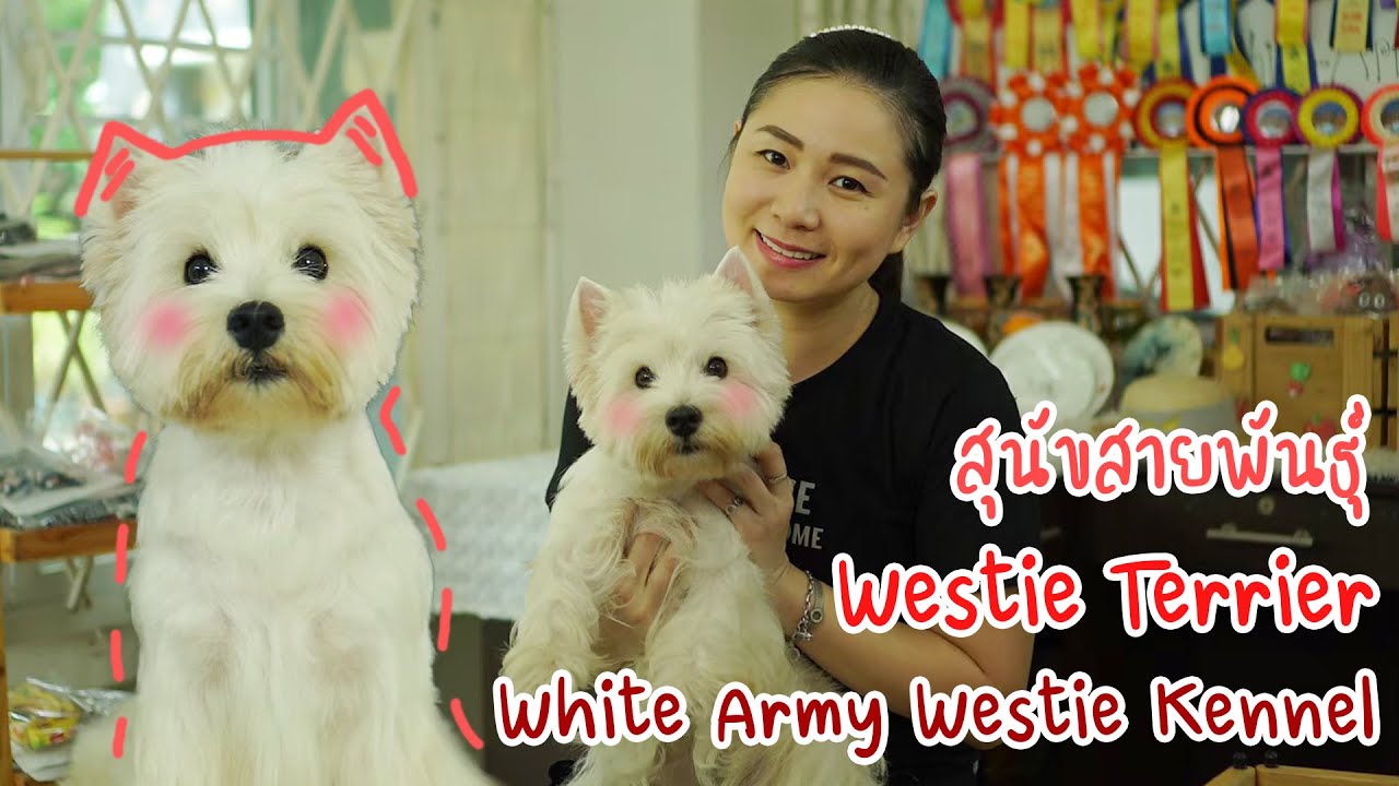 Show Pet | เวสตี้ : White Army Westie Kennel