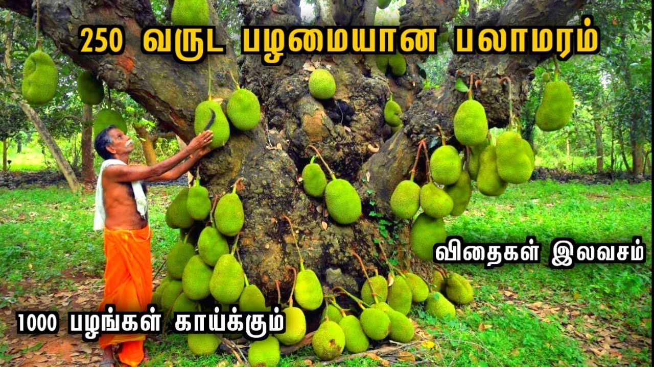 250 வருட பழமை 😱1000 பழங்கள் காய்க்கும்❗️அதிசய பலாமரம் | பண்ருட்டி oldest jackfruit tree panruti